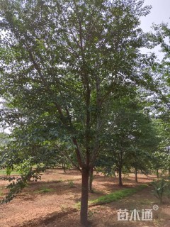 15公分染井吉野樱