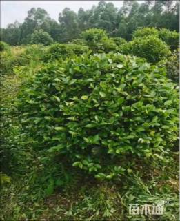 冠幅80厘米茶梅球