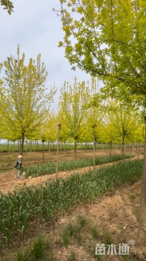 15.1公分金叶复叶槭