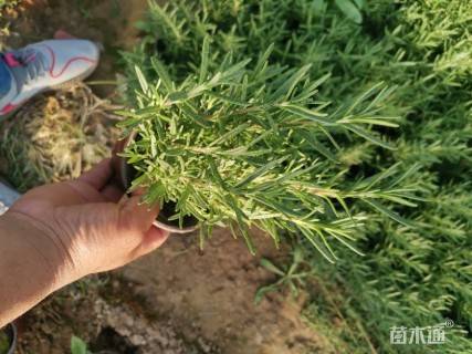 高度30厘米迷迭香