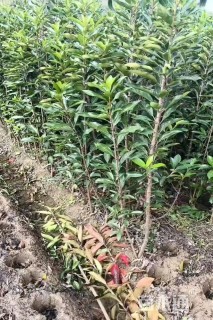 高度150厘米法国冬青