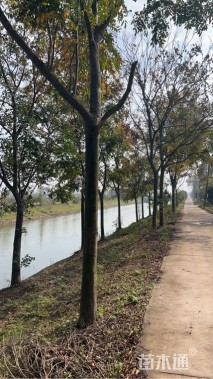 15公分栾树