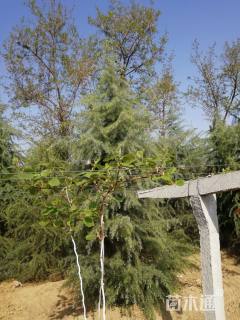 高度5300厘米雪松