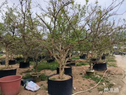 高度250厘米石榴