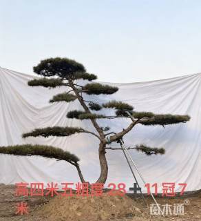 分层款造型黑松