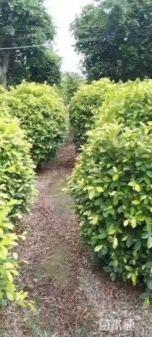 高度1.2厘米黄金榕