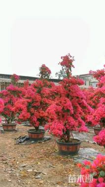 12公分造型三角梅