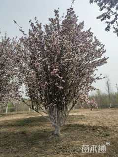 27公分西府海棠