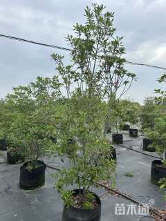 2公分厚皮香