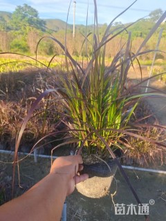 高度30厘米紫叶狼尾草