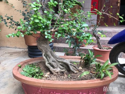 高度300厘米博兰