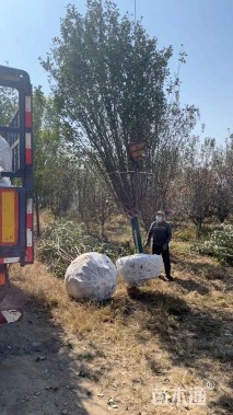 13公分西府海棠