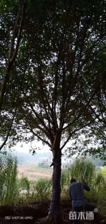 25公分小叶榕