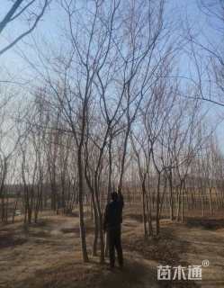 12公分丛生朴树