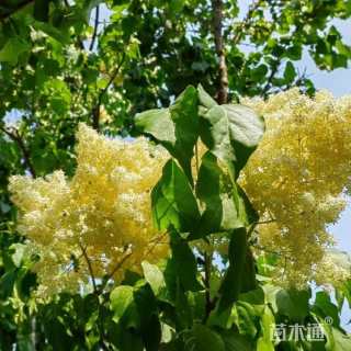 10公分暴马丁香