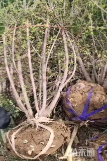 高度500厘米丛生五角枫