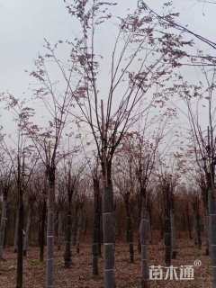 10公分嫁接香花槐