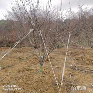 6公分红枫