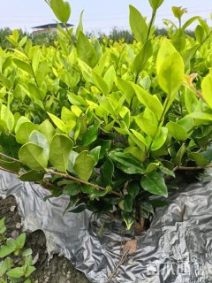 高度40厘米金森女贞