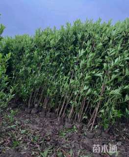 高度30厘米青珊瑚