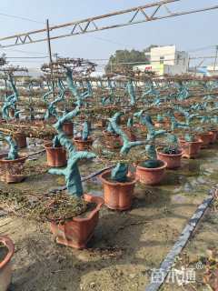 高度250厘米月季