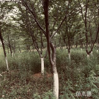 10公分樱花