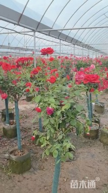 高度60厘米月季