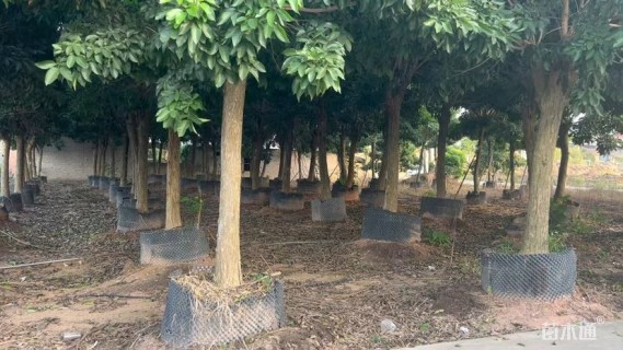 12公分紫花风铃木