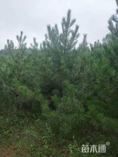 高度500厘米油松