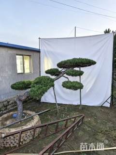 26公分造型黑松