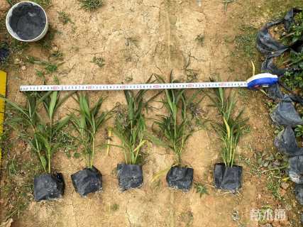 高度30厘米翠芦莉