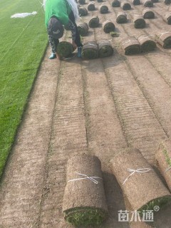 草卷状百慕大草