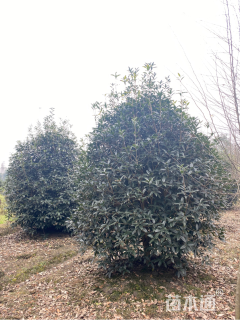冠幅200厘米桂花球
