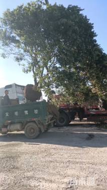 18公分(3杆)丛生杨梅