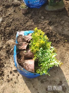 高度40厘米金山绣线菊