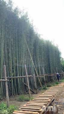 地栽苗刚竹