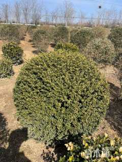 冠幅130厘米龟甲冬青球