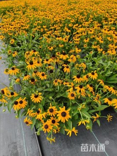 高度40厘米金光菊