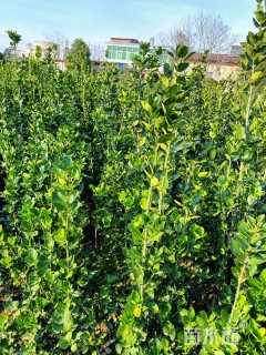 高度150厘米北海道黄杨