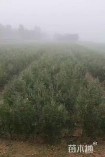 高度30厘米侧柏小苗
