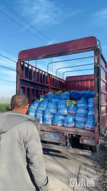 高度30厘米百子莲