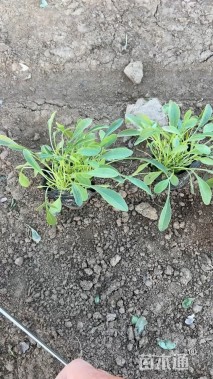 高度22厘米金鸡菊