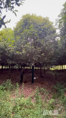 16公分高杆桂花