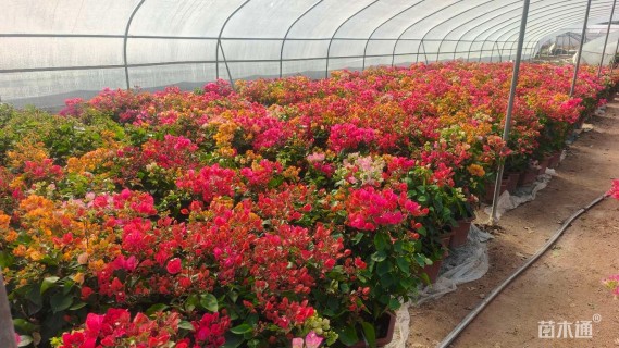 高度50厘米三角梅