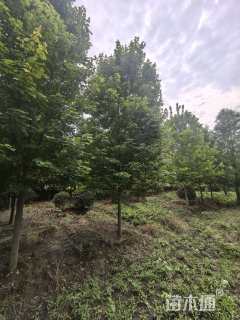 12公分美国红枫