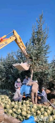 高度460厘米紫果云杉