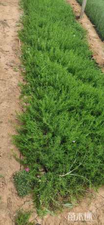 高度10厘米宿根福禄考