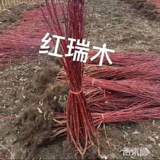 高度100厘米红瑞木