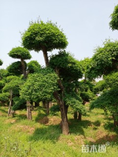 20公分造型对节白蜡