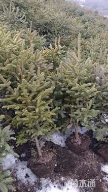 高度100厘米青海云杉
